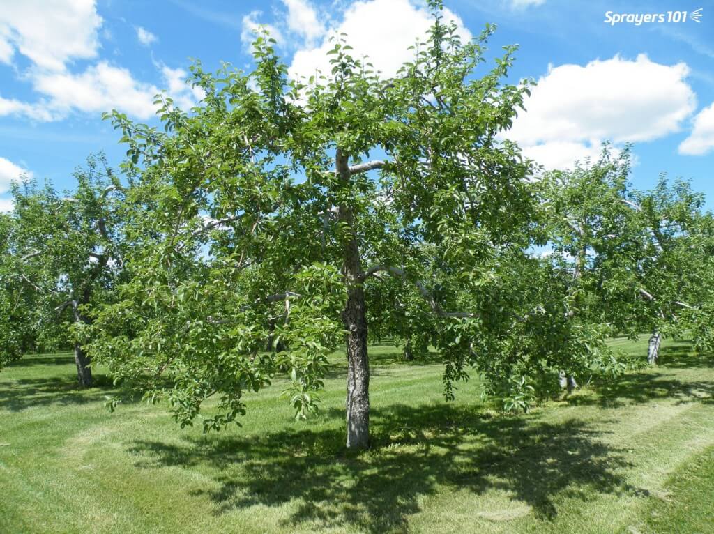 An orchardist taught me this trick: If you want to know if spray will penetrate a canopy, you should be able to see the trunk.