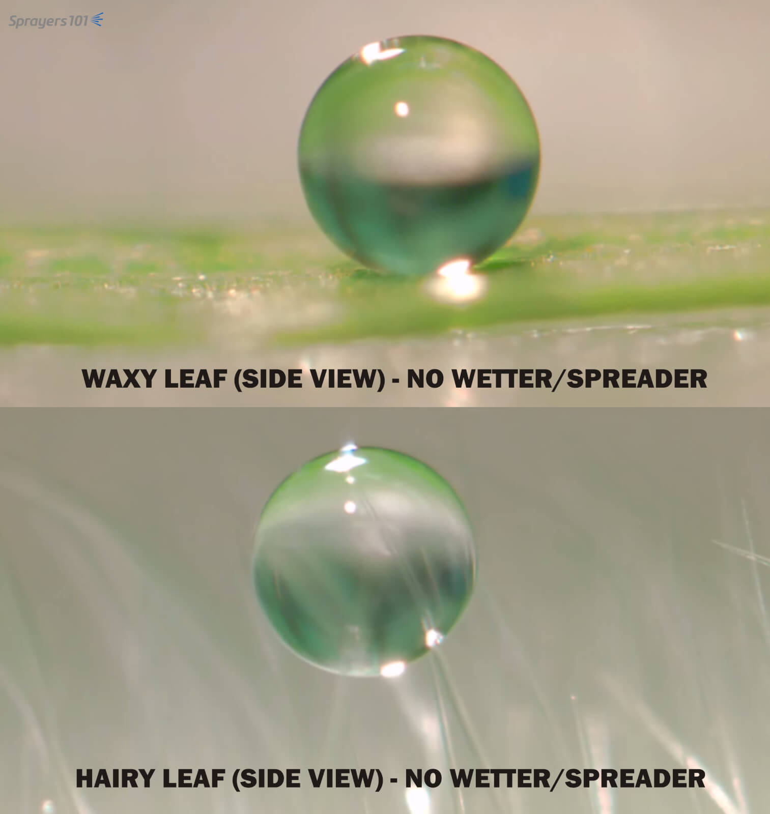 Note how little of the droplet contacts a waxy leaf (above). This hydrophobic reaction between water and wax can be overcome using a non-ionic spreader. Similarly, note how the droplet gets hung up on the trichomes (hairs) on a leaf before it reaches the leaf surface (below). Again, a non-ionic spreader would reduce droplet surface tension allowing it to splash onto the leaf. Photo Credit – Dr. H. Zhu, Ohio.