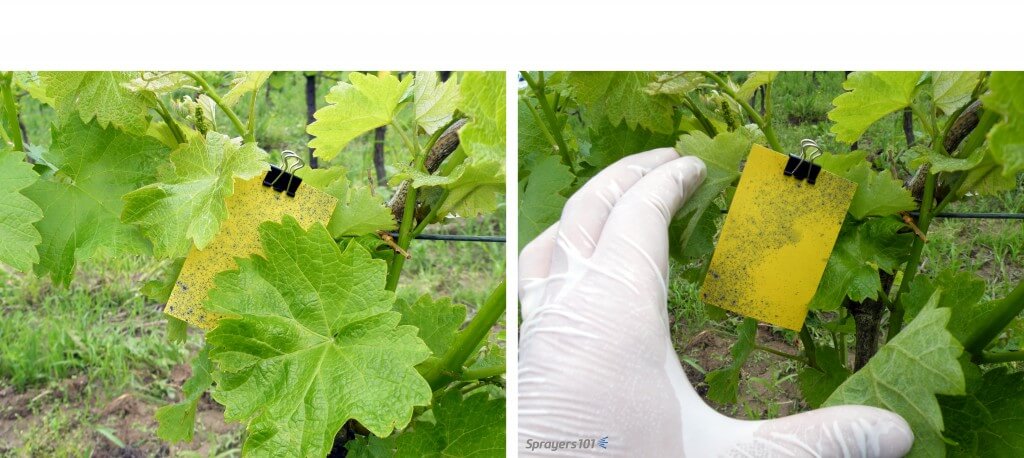 Use enough air to only just ruffle the leaves. This exposes all surfaces, however briefly, to the spray. Too much air will align leaves with the spray, exposing only their thin edge and making coverage difficult. Too much air may also cause leaves to shingle (overlap), and create shadows like on the grape leaves shown here.