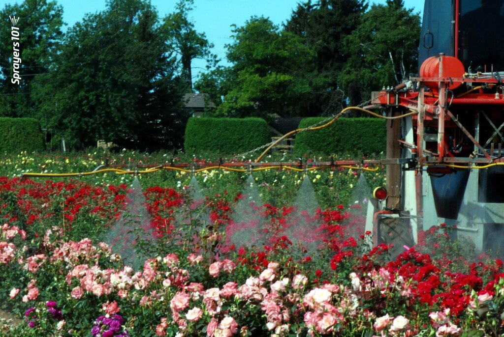 Spraying roses.