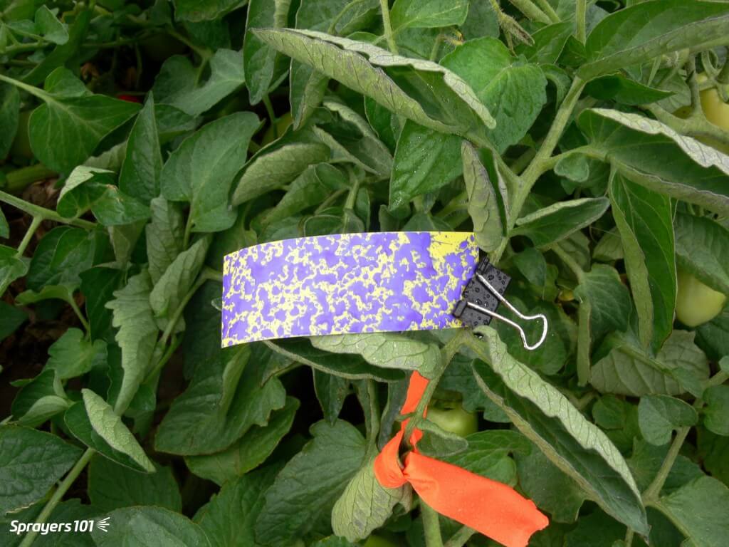 Water-sensitive paper at top of tomato canopy - easy to hit.