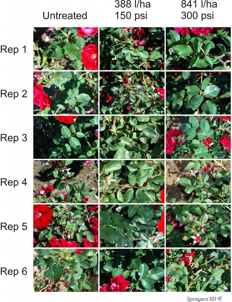 Visual record of randomly selected roses prior to treatment.