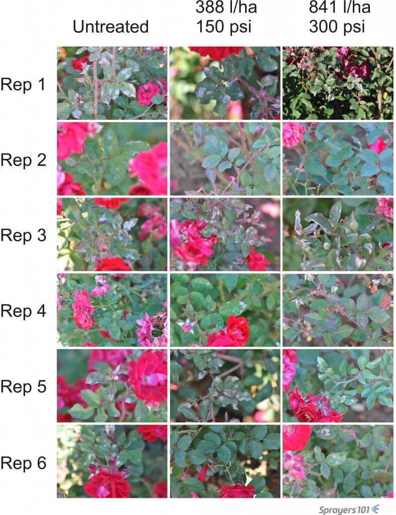 Visual record of randomly selected roses following treatment.
