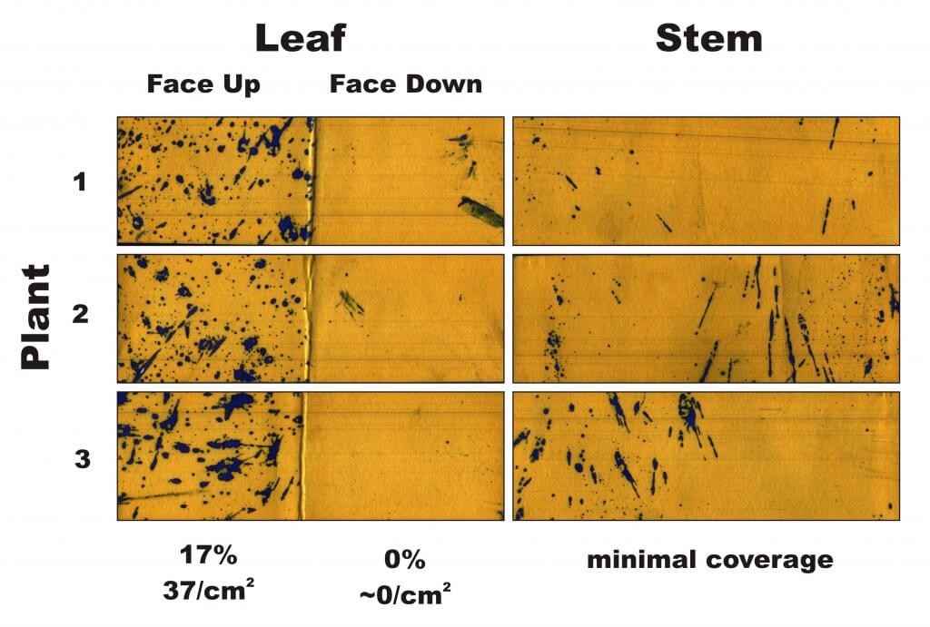 Figure 1 - Water-sensitive papers from three plants sprayed in Condition 1. Percent coverage and droplet density are calculated for the leaves, and a visual inspection is made of the stems.
