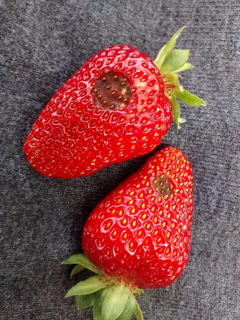 Strawberry anthracnose. Photo by Pam Fisher, OMAFRA.