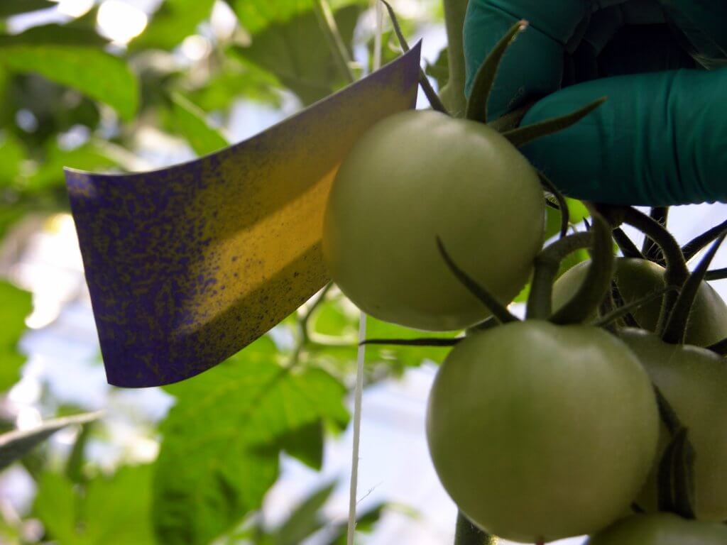 Water-sensitive paper shielded by a fruit. Sprayed with flat fan nozzles.
