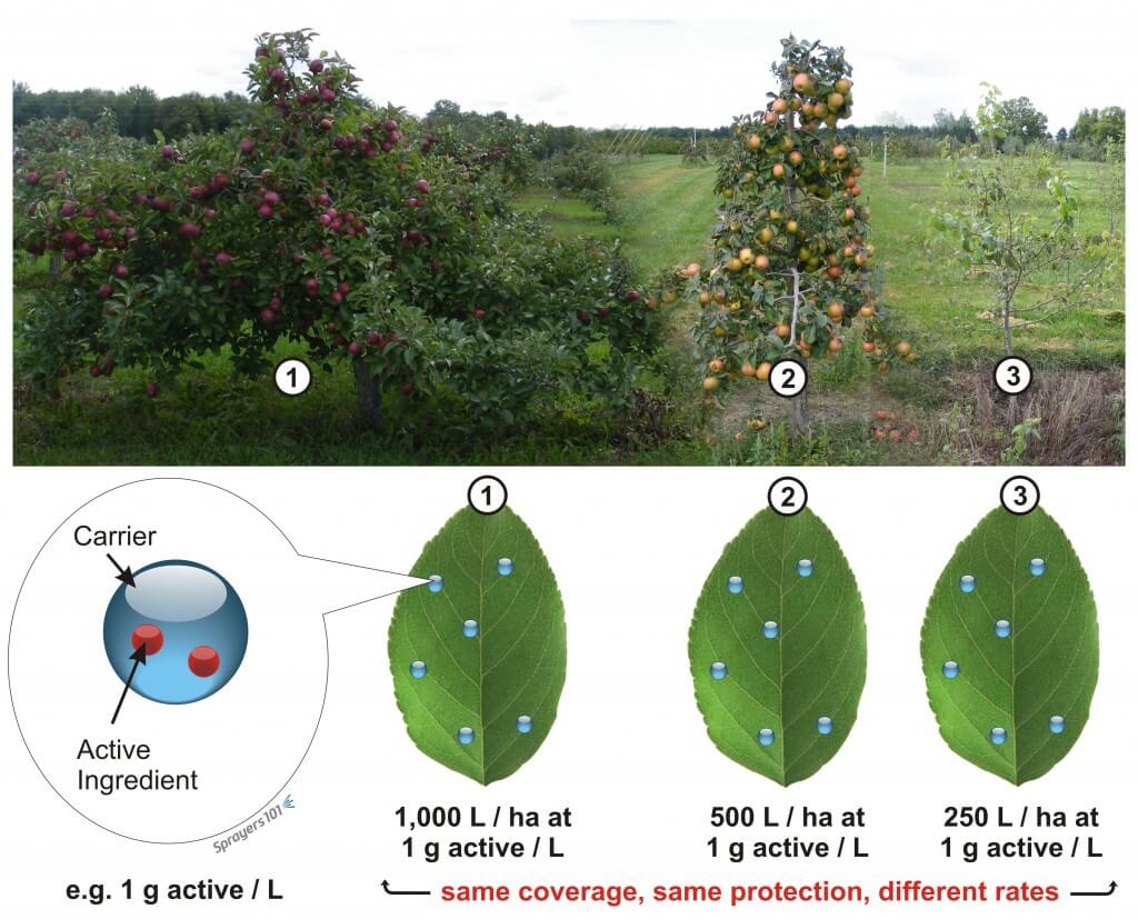 The ultimate goal of CAS is to adapt the amount of active ingredient per unit ground area such that the amount of active ingredient per unit target area (usually the leaf area) remains constant for canopies of varying shape and density. When this is achieved with sufficient accuracy, the pesticide efficacy is maintained. These three plants are all significantly different in size. When calibration is appropriate to each plant, the foliar coverage “experienced” for each plant will be the same, in spite of differences in the amount of solution expelled per ground area.