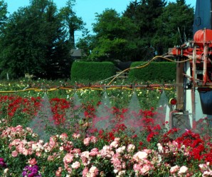 Spraying roses.