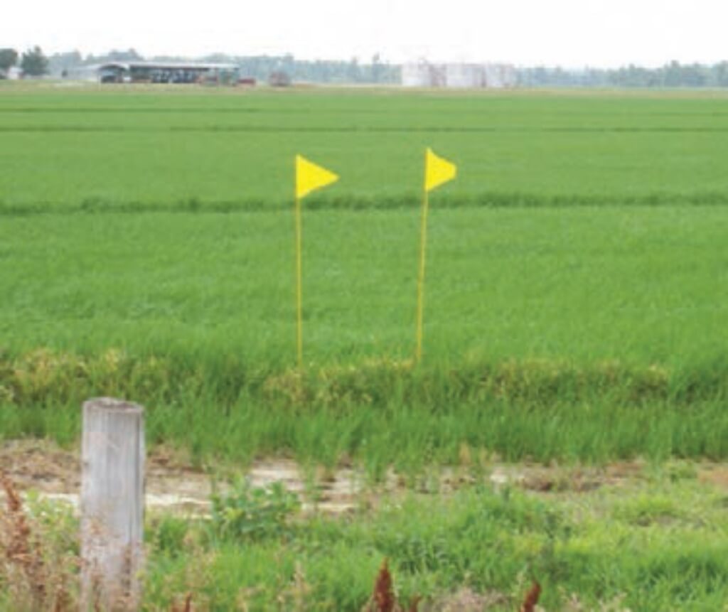 Yellow flags designate this field as a Clearfield rice field (Photo from UofA FSA2162)
