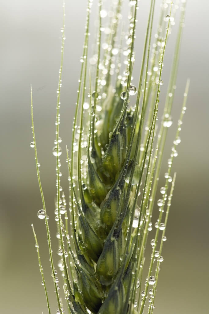 wheat with water droplets credit David McClenaghan