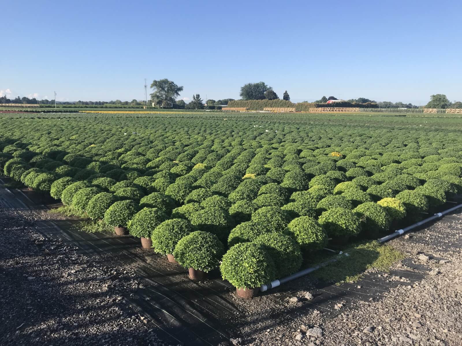 Air-Assisted Spraying in Greenhouse Ornamentals