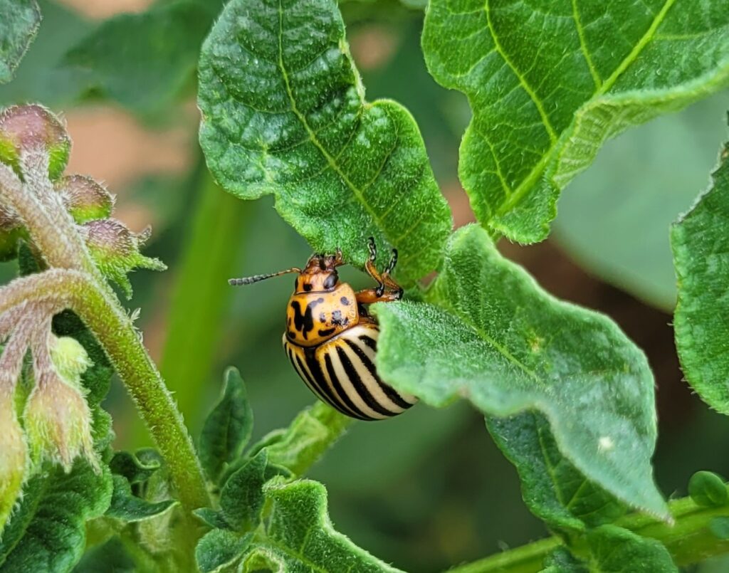 Drone-based perimeter-spraying for Colorado potato beetle